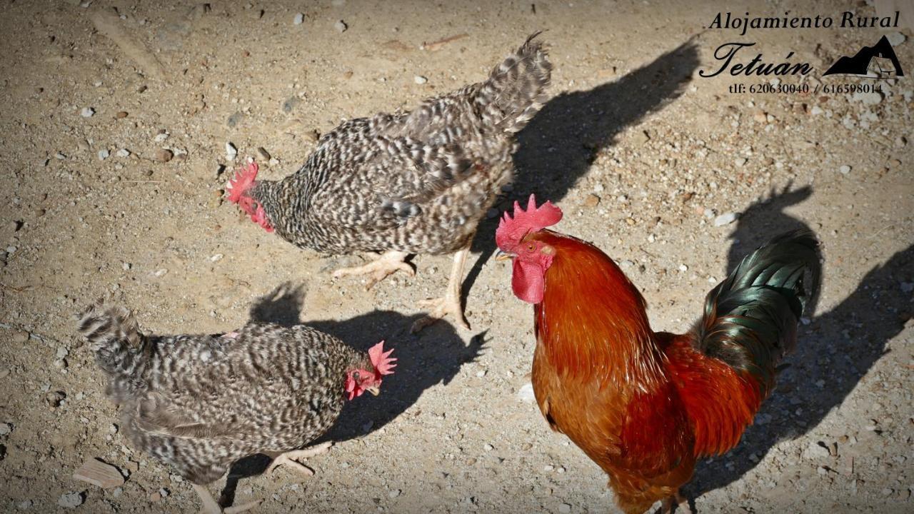 Alojamiento Rural Tetuan Árchez Exteriér fotografie